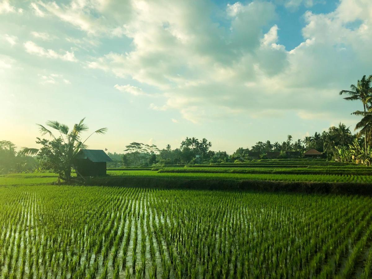 Rayshiva Homestay Ubud Eksteriør bilde